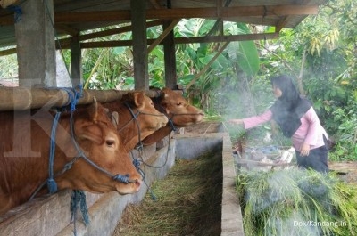  Startup Ternak, Kandang.in Gandeng 100 Mitra